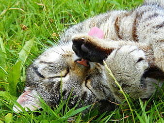 Cute Tabby Cat Grooming Paw in Green Grass