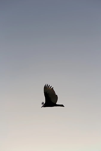 Silhouette of a Black Vulture Soaring in the Sky