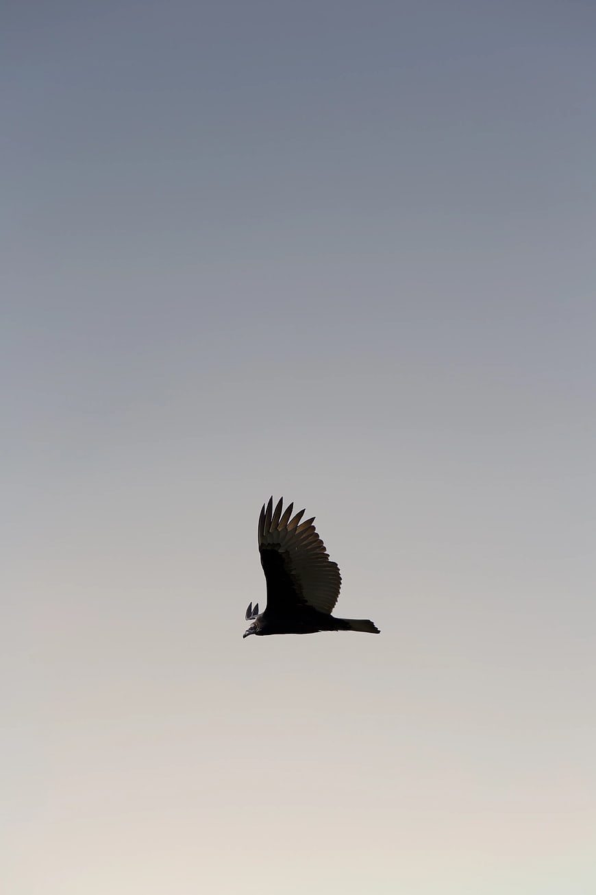 Silhouette of a Black Vulture Soaring in the Sky