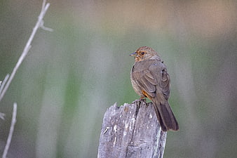 Brown Towhee Bird Perched on Weathered Wooden Post