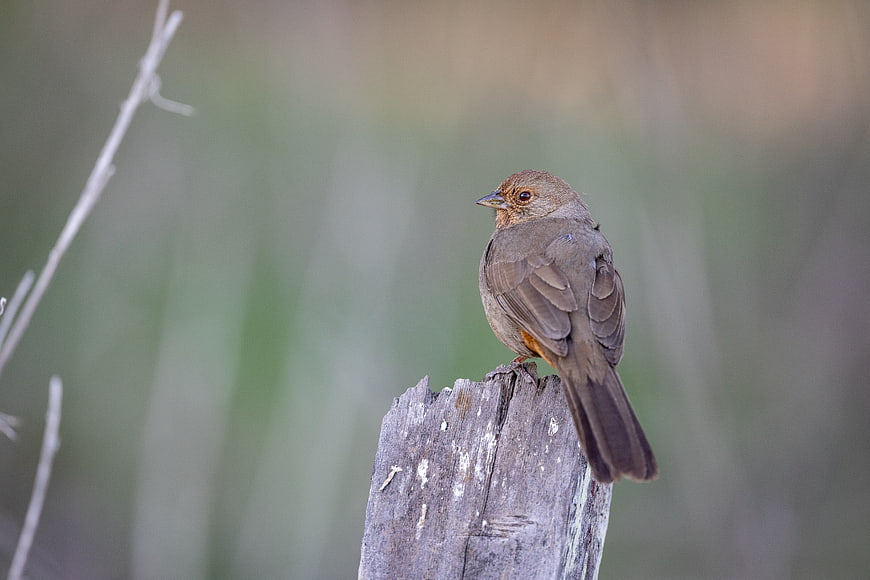 Brown Towhee Bird Perched on Weathered Wooden Post