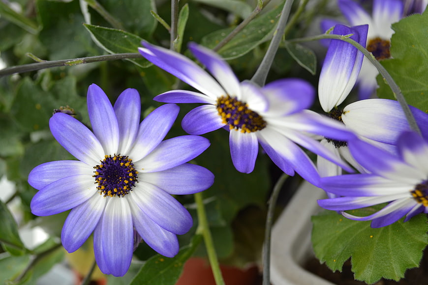 Close-up of purple and white Osteospermum daisy flowers