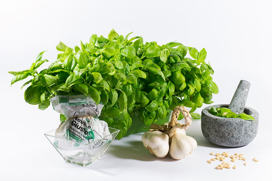 Fresh Basil, Garlic, and Pesto Ingredients on White Background
