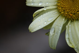 Close-up of white daisy petals with water droplets