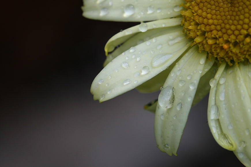 Close-up of white daisy petals with water droplets