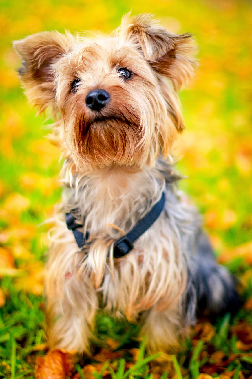 Cute Yorkshire Terrier Puppy Sitting in Autumn Leaves