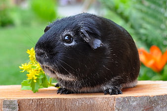 Cute Black Guinea Pig Eating Yellow Flowers on Wood