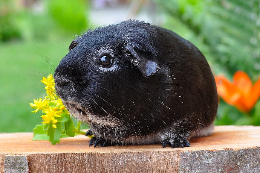 Cute Black Guinea Pig Eating Yellow Flowers on Wood