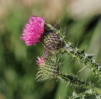 Close-up of a vibrant pink thistle flower with spiky green stem