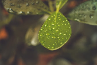 Close-up of green leaf with water droplets