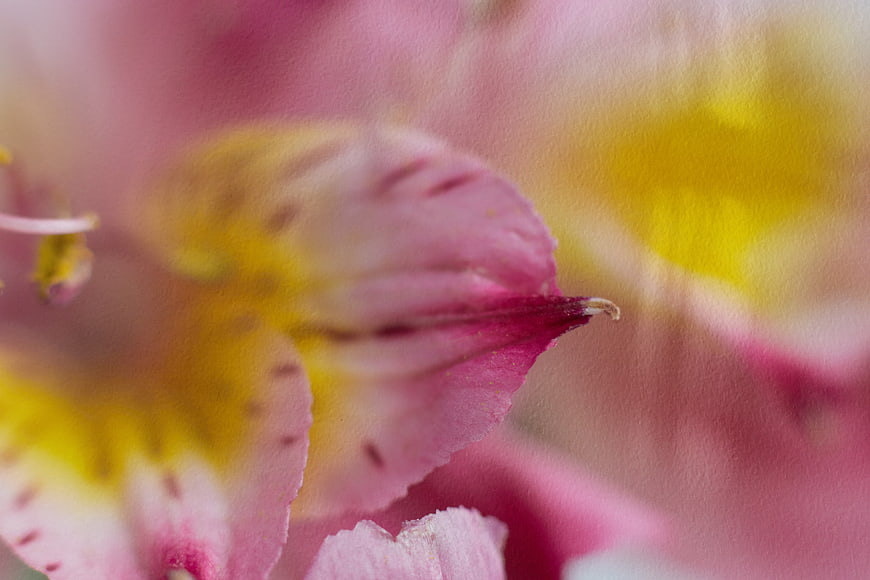 Abstract Macro Close-Up of Pink and Yellow Flower Petals