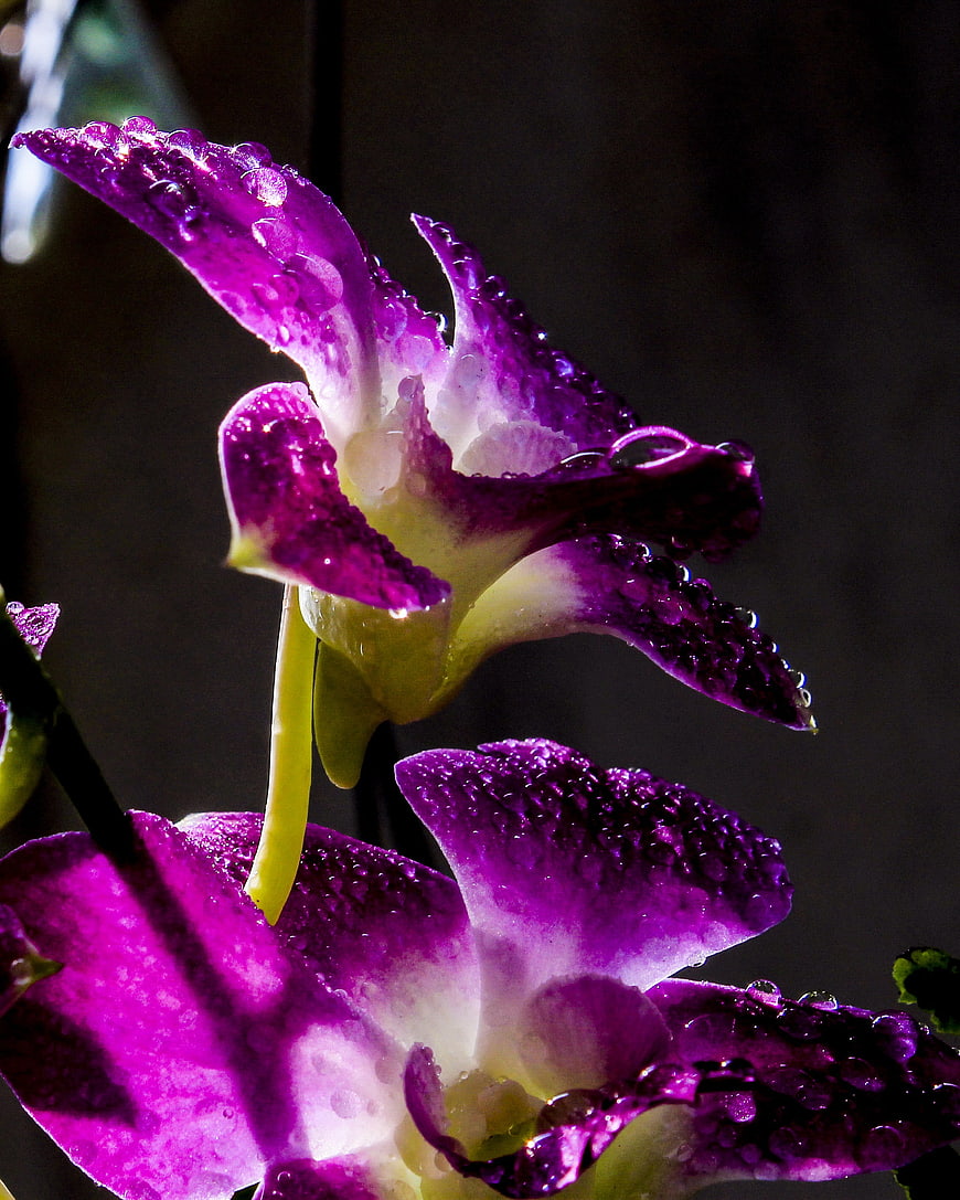 Close-up of purple orchid with water droplets