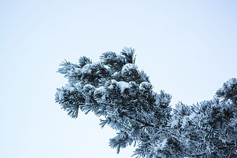 Snow-covered pine branch against a clear winter sky