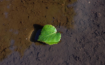 Green leaf floating on muddy water surface