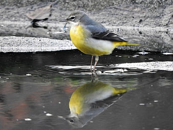 Grey Wagtail Bird Standing in Water with Reflection
