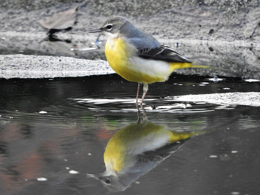 Grey Wagtail Bird Standing in Water with Reflection