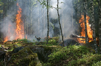 Intense forest fire burning through birch trees with smoke