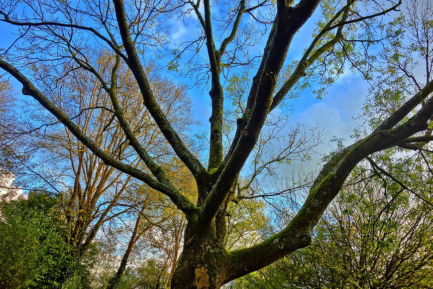 Low angle view of mossy tree branches against blue sky