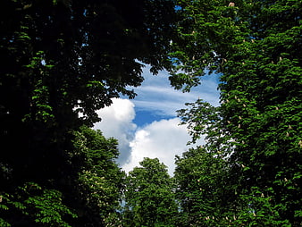 Low angle view of lush green trees framing blue sky with clouds