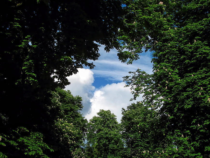 Low angle view of lush green trees framing blue sky with clouds