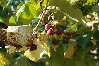 Ripe Red Grapes on Vine with Autumn Leaves