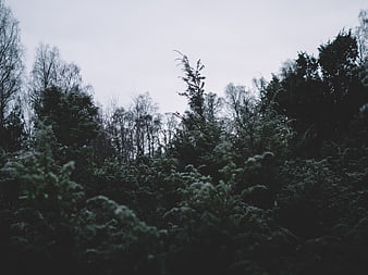 Dark moody forest with evergreen trees and overcast sky
