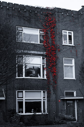 Black and white brick building with vibrant red ivy