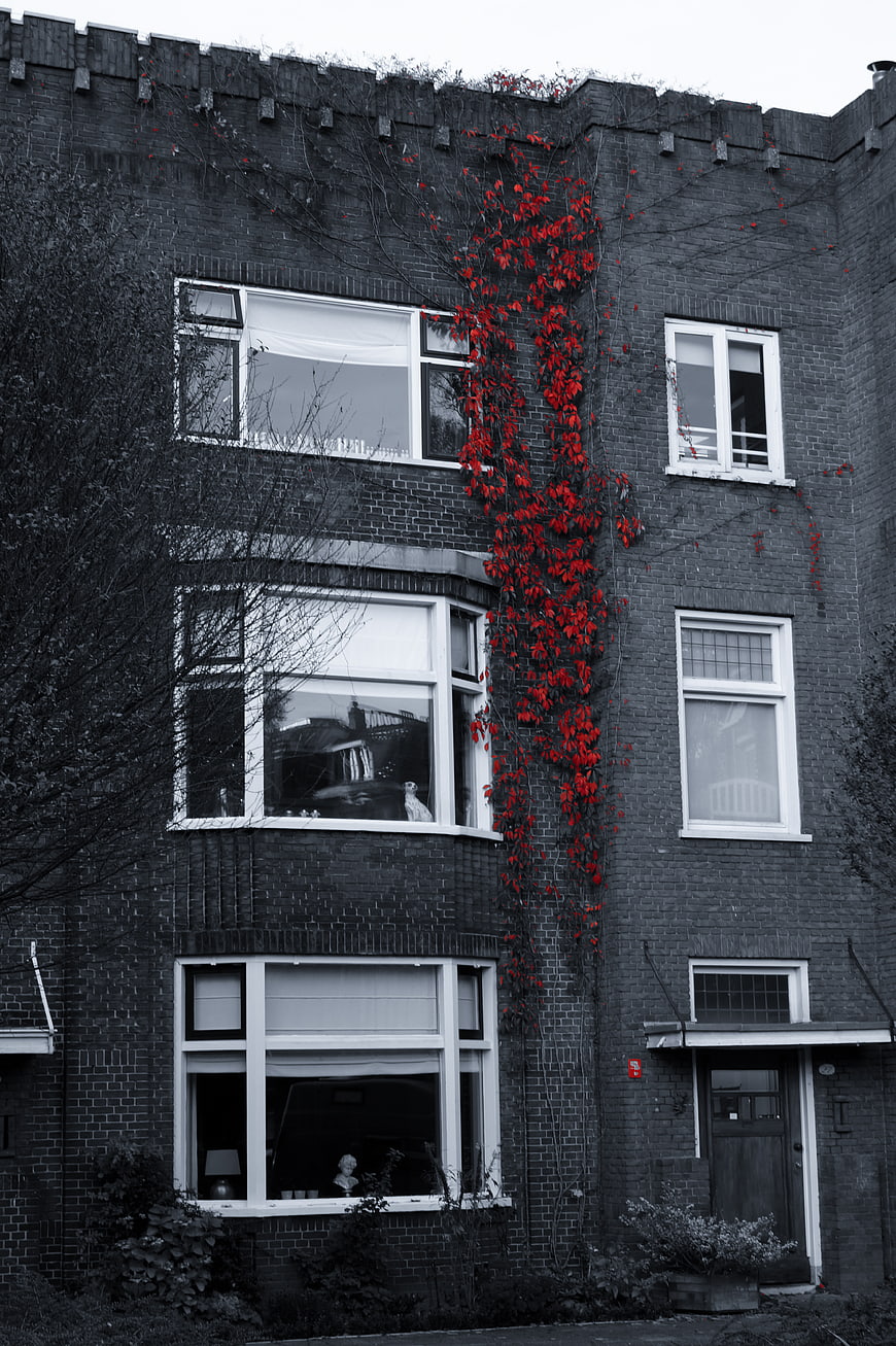 Black and white brick building with vibrant red ivy
