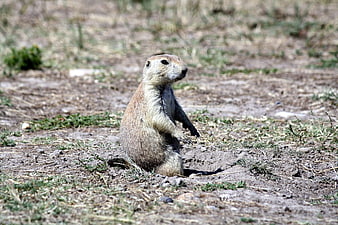 Prairie Dog Standing Alert in Natural Habitat