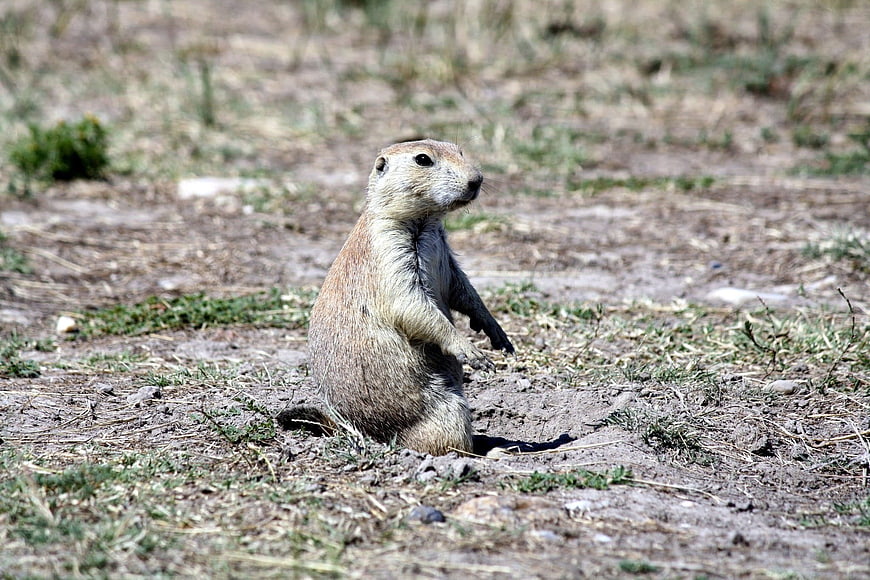 Prairie Dog Standing Alert in Natural Habitat