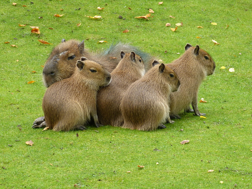 Group of Capybaras Resting Together on Green Grass