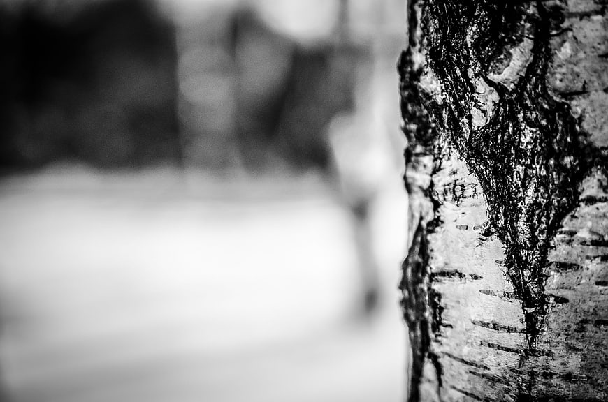 Close-up of textured birch tree bark in black and white