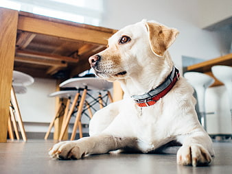 Yellow Labrador Retriever Lying on Floor in Modern Kitchen