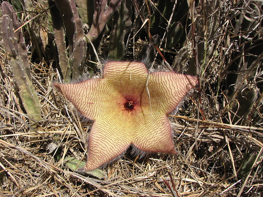 Starfish Cactus Flower Blooming in Desert