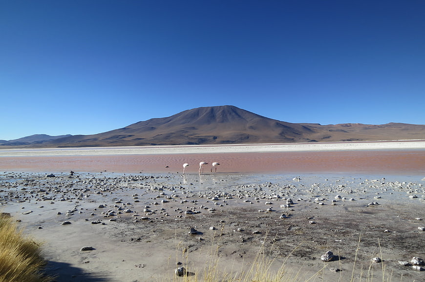 Flamingos in Laguna Colorada with Volcanic Mountain Background