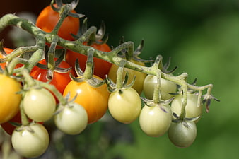 Close-up of ripening heirloom cherry tomatoes on the vine