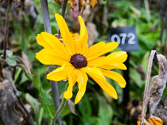 Close-up of Yellow Black-Eyed Susan Flower in Garden