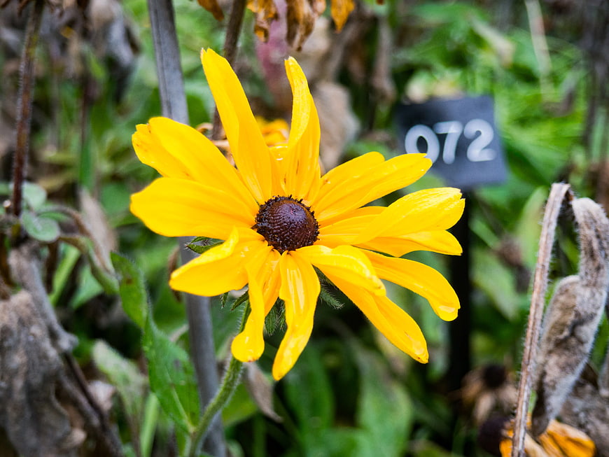 Close-up of Yellow Black-Eyed Susan Flower in Garden