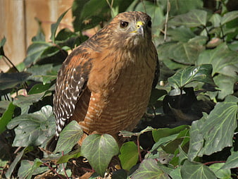 Red-shouldered hawk perched in green ivy leaves