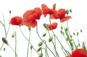 Red Poppy Flowers Blooming Against White Background