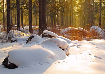 Snowy forest landscape with boulders and golden sunlight