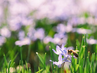 Honeybee Pollinating Blue Spring Flowers in Green Grass