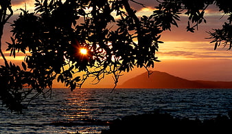 Sunset Silhouette Through Tree Branches Over Ocean