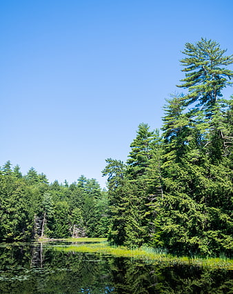 Serene Pine Forest Lake with Clear Blue Sky Reflection