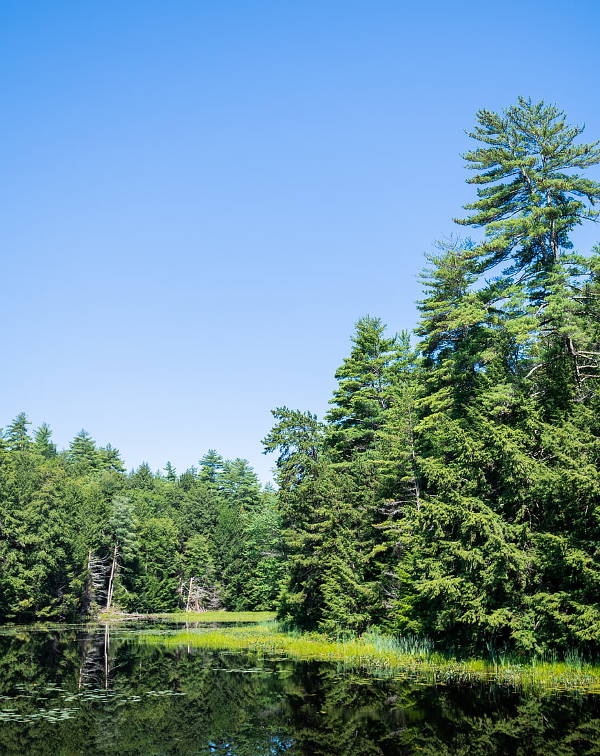 Serene Pine Forest Lake with Clear Blue Sky Reflection