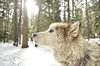 Fluffy Dog Profile in Snowy Forest with Sunlight