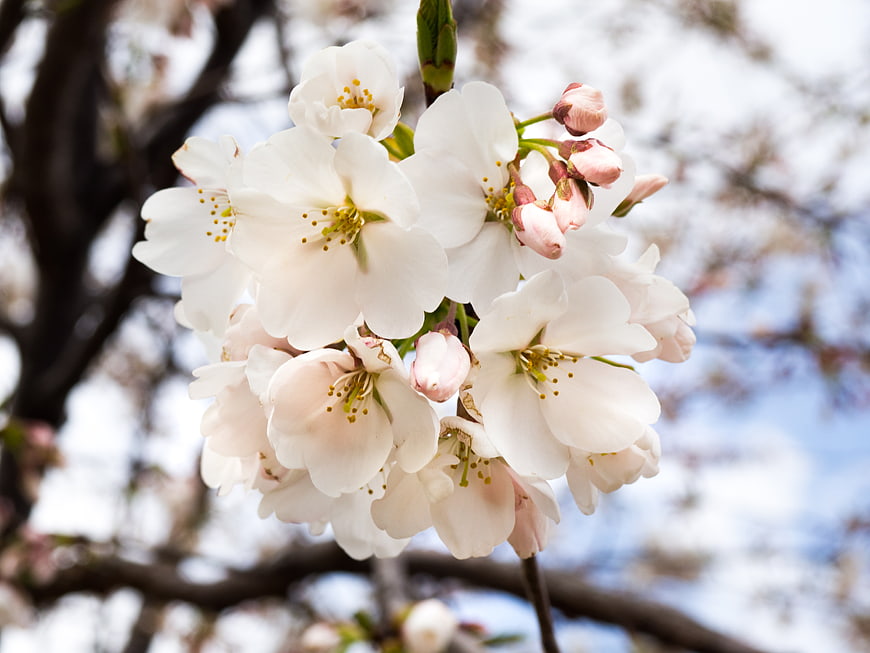 Close-up of white cherry blossoms on a branch