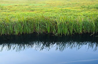 Green grassy bank reflecting in calm blue water