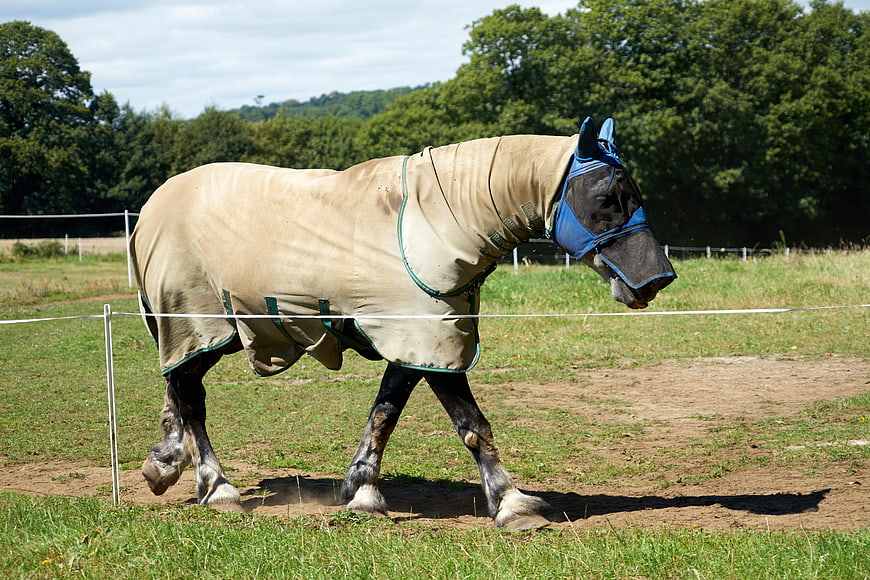 Draft horse in protective fly sheet walking in grassy paddock