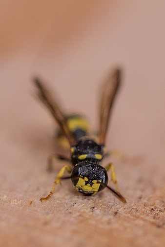Macro Close-Up of a Yellow and Black Wasp on Wood